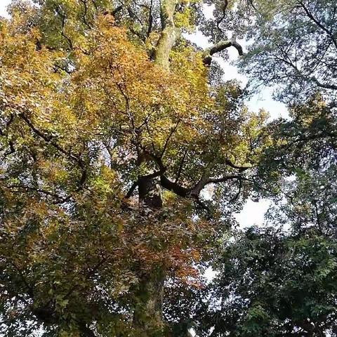 丰富教职工业余生活，提升学校团队凝聚力——————记义乌市宾王中学2017年武义千丈岩工会冬游活动