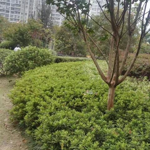 我和树叶有个约会～～～～记中四班何思妍的与树叶的奇幻旅行