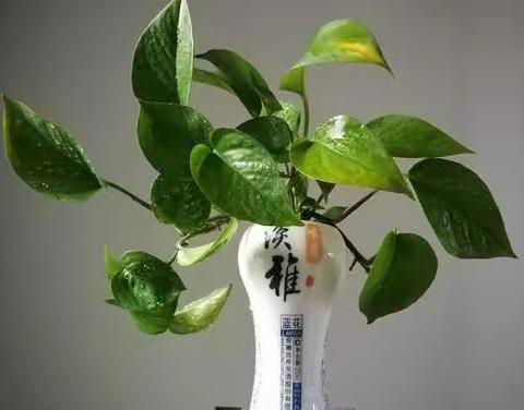 我的植物朋友—绿萝