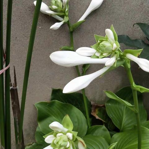 最是书香能致远——陈良初中七(3)班暑期阅读纪实