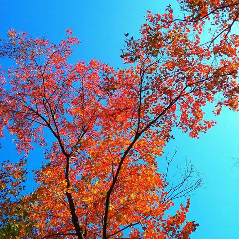 西风凋碧树，最艳一抹秋