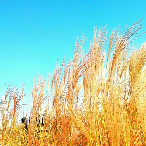 蝴蝶真是个小精灵