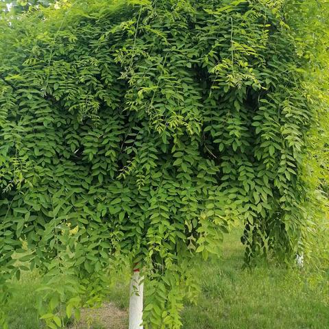 初夏已至，夕阳西下，                   餐后随步，心情不错