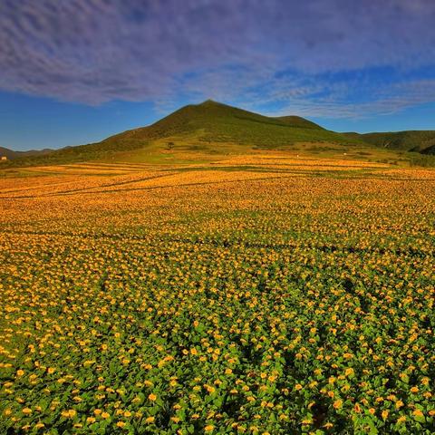 崇礼清三营|向日葵盛开的地方