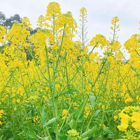园本课程《油菜花的秘密》———收获季