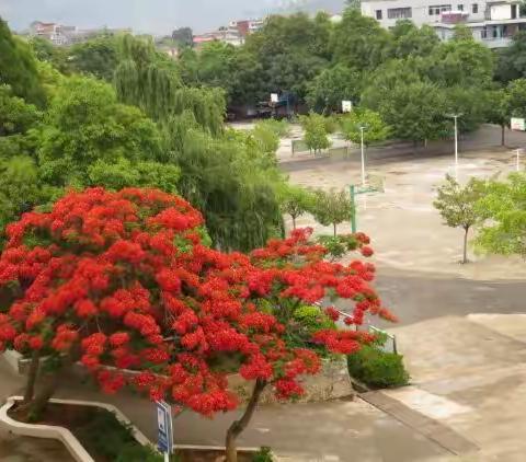 鄂嘉中学的凤凰花正在开放