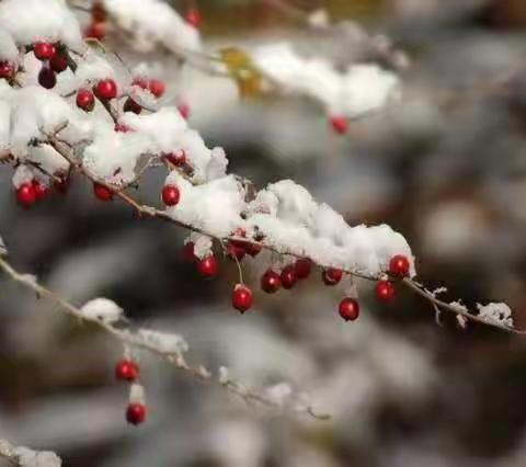 “大雪”来了，接一场飞花令——世纪学校（初中）九年级语文组