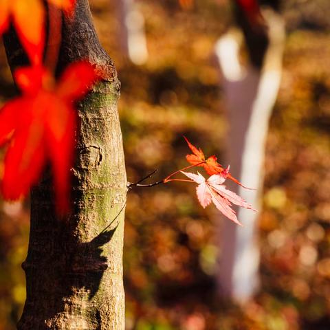 赏栖霞山的红叶