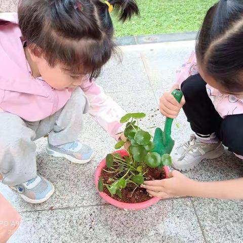 我是小园丁●像伞一样的植物           中三班种植故事               2022年9月