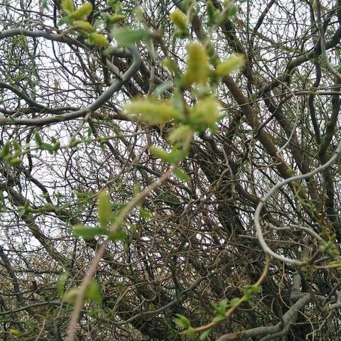 暖风戏惹桃花怒，青青柳芽羞涩出。