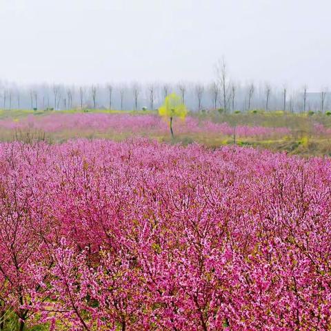 小外孙桃花园龙湖湾游记