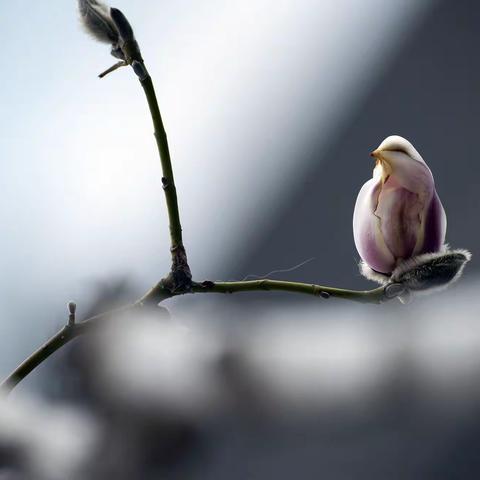 满园春色关不住