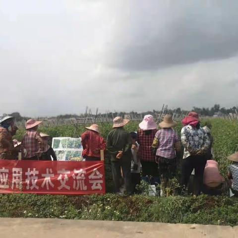 海南省定安县关工委举办圣女果病虫害防治现场会