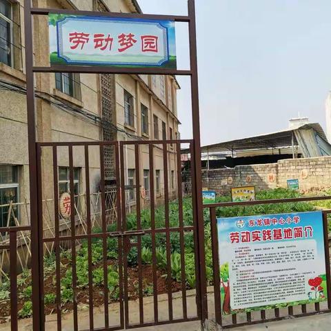 《美丽的菜园》一一东龙镇中心小学劳动实践基地