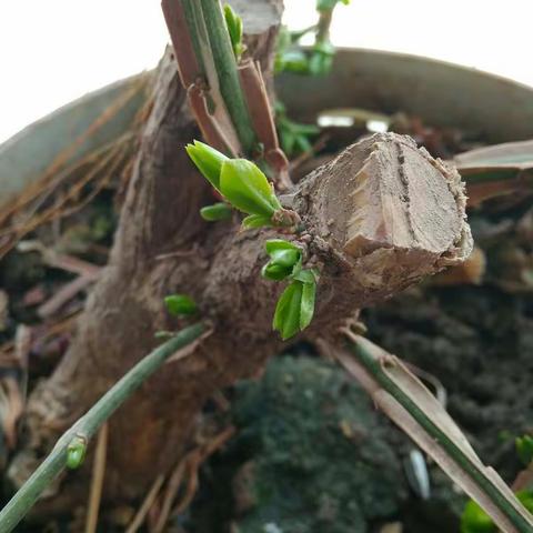 人间四月芳菲尽，韩川春雪始胜飞。