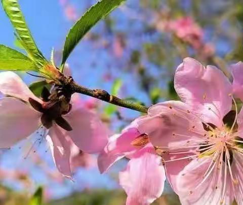 中一班家园居家指导《桃花开了🌸》