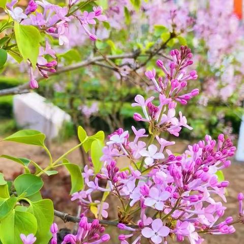 让语文要素落地开花——昌乐齐都实验学校四年级语文教材培训简影