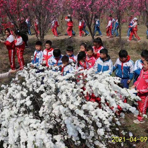 “踏青赏花 寻找最美春天”--虎头崖镇寅祥路小学开展社会实践活动