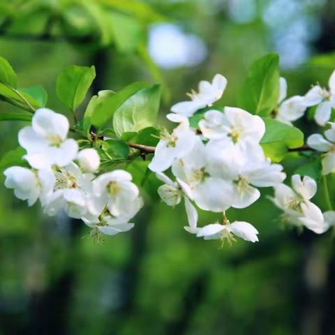 春暖花开的时节，我在这里等你