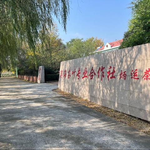 去非遗项目“海青绿茶种植加工技艺”传承人殷丙运的茶园看看……