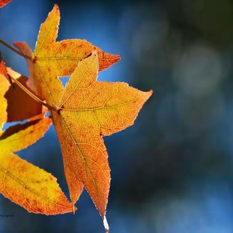 教育，脚踏实地的修行——涝坡中小三年级语文单元集体备课