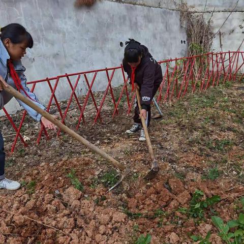 劳动最光荣  ，劳动吧少年—记山北乡石马小学劳动教育实践活动