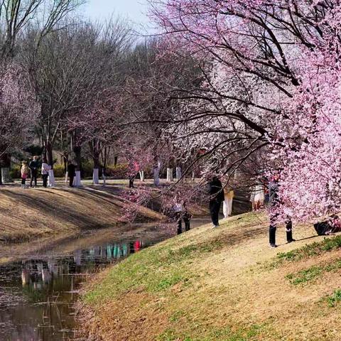 迎春花VS连翘花