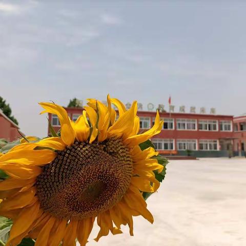 王楼镇前鲁邱小学——端午节放假通知及温馨提醒！