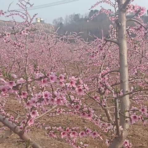 张村镇:苏秦故里桃花艳，呼朋引伴赏客来