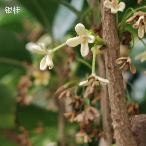 颐和园桂花香滿园