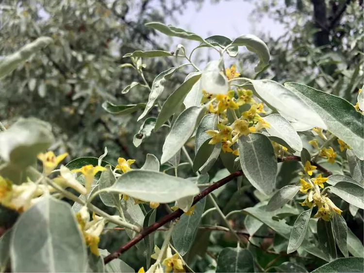 沙枣树沙枣花简谱图片