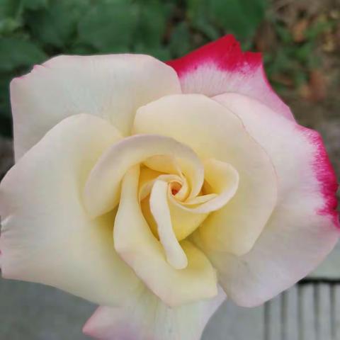 万紫千红总是春