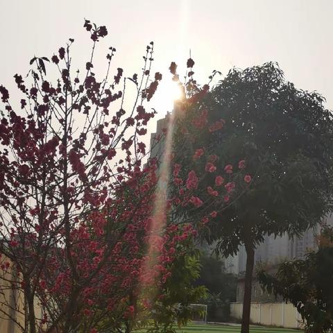 太阳小学☀️致全校女教师的慰问信