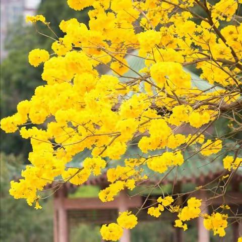 赏黄花风铃木去