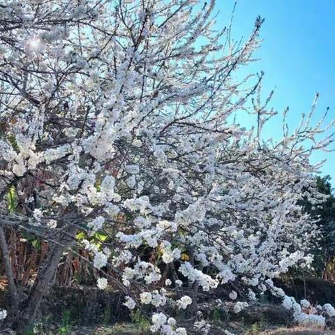 李花怒放一树白