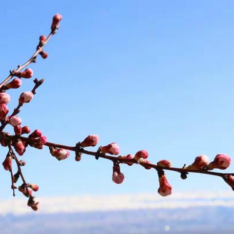 春天，等一树的花开