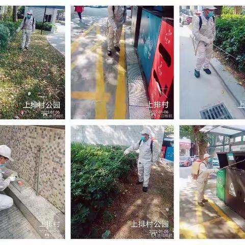 1月6日石岩街道西片区除“四害”工作日报