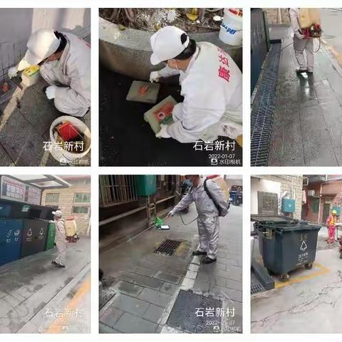 1月7日石岩街道西片区除“四害”工作日报