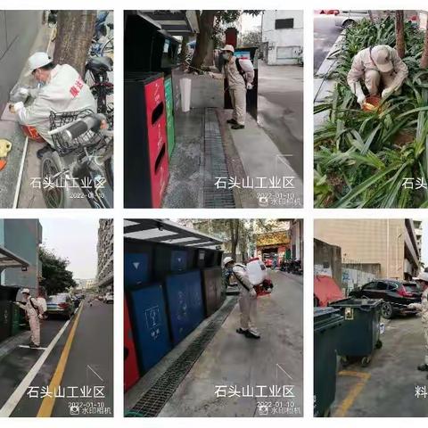 1月10日石岩街道西片区除“四害”工作日报