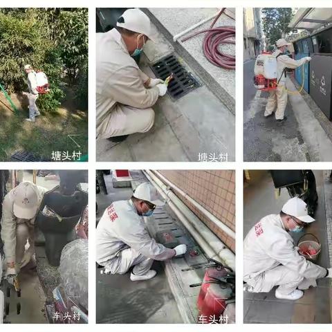 1月19日石岩街道东西片区除“四害”工作日报