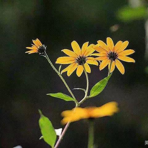 花容天下（词）丽江行（散文）