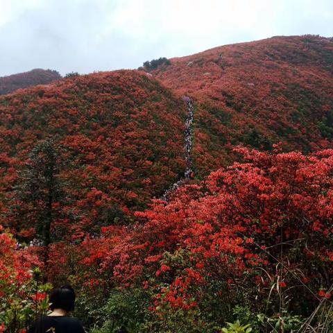 播撒希望的种子，让生命开出映山的红花