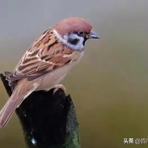 梦里花落