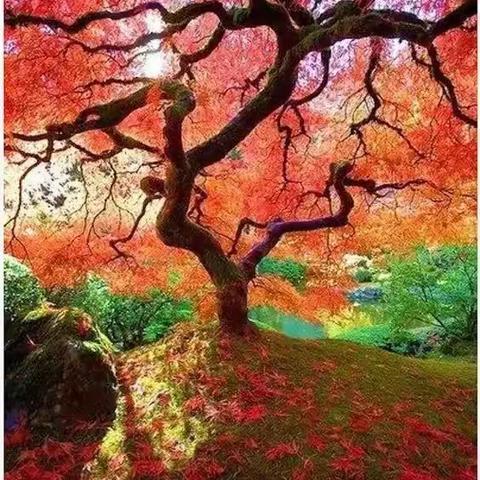 梦里花落