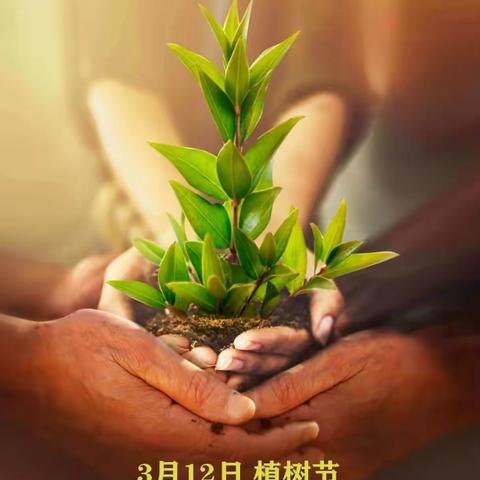 护起一片绿，树木又树人——文峰幼儿园党支部三月“党员活动日”