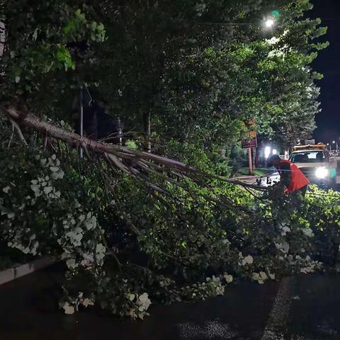 清河区交通运输局汛期危树及时清理（已上二三里）