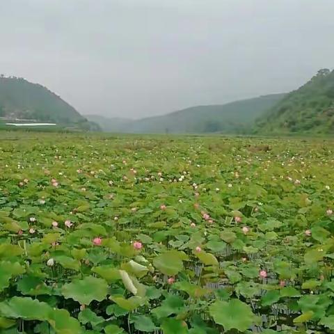 南泥湾荷花开了。