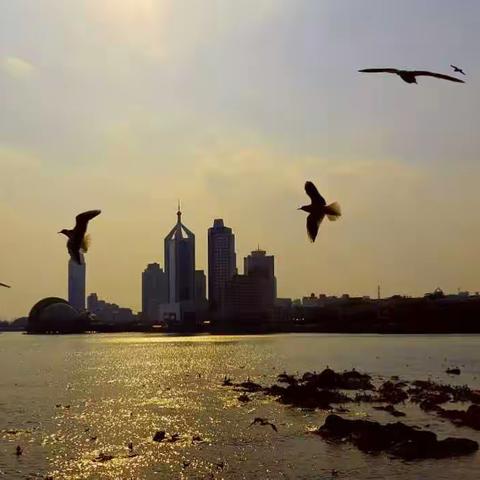 海鸥飞处