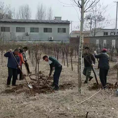 栽种树苗干实事，村庄环境换新颜