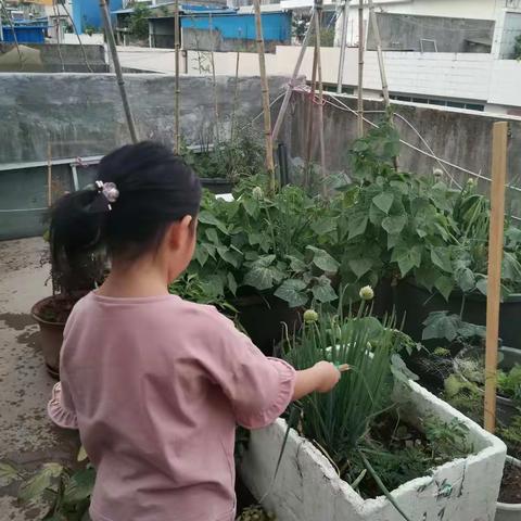 周开波，西畴县第一小学，一年级二班